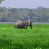 Elephant seen at Ahugala-Kitulana national park, on the road to Arugam Bay, Sri Lanka.
